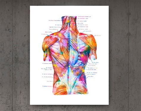 Anatomy Of Human Muscular System Posters Body Structure Print Etsy