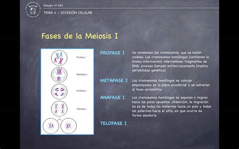 Fases De La Meiosis Explicadas Dinami