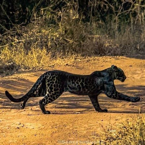 Black Leopards Rare Black Leopard Is Spotted Hunting In Indian