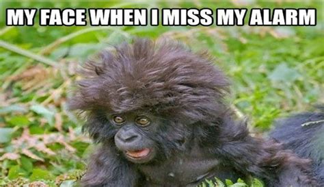 The mighty won in the end. 20 Funny Monkey Memes You'll Totally Fall In Love With | SayingImages.com