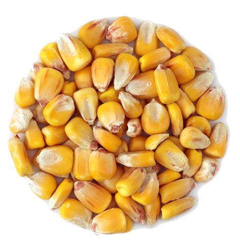 Wholesale corn dealer maize corn grain whole grain corn is corn a whole grain corn whole grain. Organic Grain | Certified Organic Grains | McGeary Organics