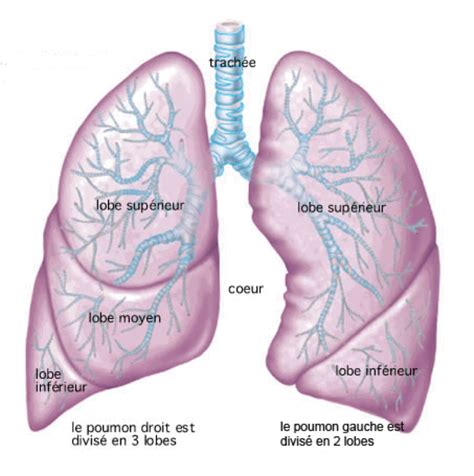 Les Poumons Anatomie Humaine Organes Anatomie Médicale Anatomie Du