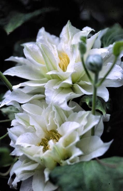 'arctic queentrade;' has the strongest habit of any double clematis and it is very free flowering. Clematis flower, Clematis plants, Beautiful flowers