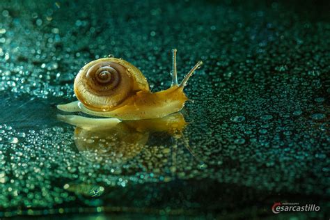 Photograph Snail By Cesar Castillo On 500px With Images Snail