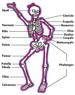 The next part of our human body series is learning about the bones, joints and muscles. Hard Facts - Best Bones Forever! | Homeschool science, Health education, School health