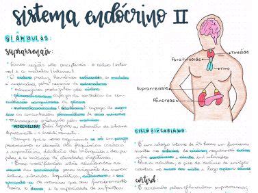 Biologia Google Drive Em Sistema End Crino Sistema Endocrino