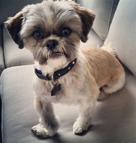 My Shih Tzu Bailey Sporting His New Summer Haircut Shih Tzu Puppy