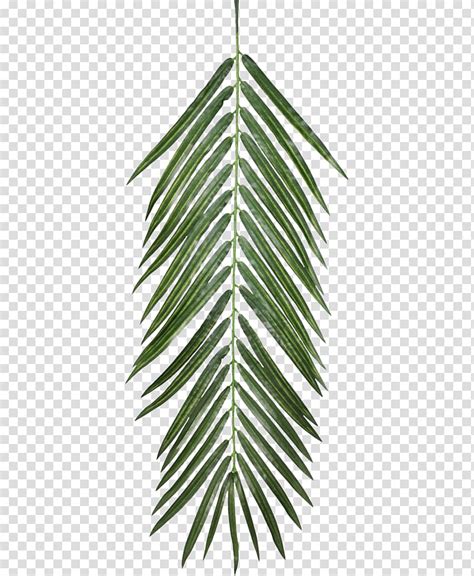 Leaf Texture Roblox Use Leaf Texture And Thousands Of Other Assets To