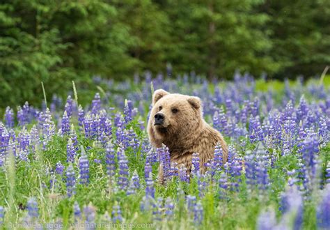 Brown Bear In Lupine Field Lake Clark National Park Alaska Photos