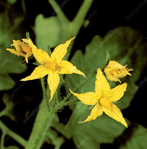 Tomato Flowers Stock Image C0016083 Science Photo Library