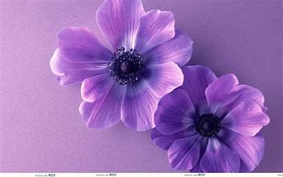 Purple Background Flower Wallpapertag
