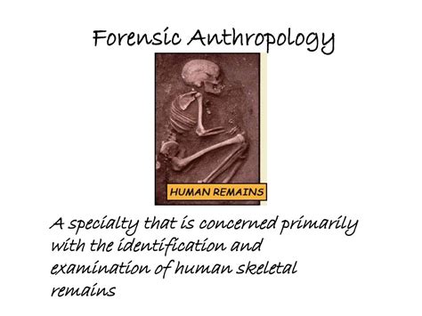 Forensic Anthropology Ppt Download