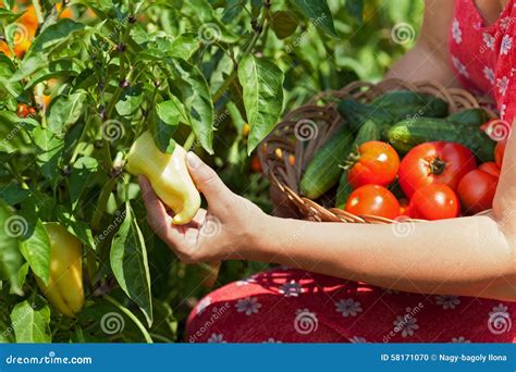 Woman Picking Fresh Vegetables In The Garden Closeup Stock Photo