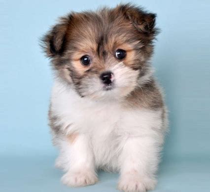 Pomeranian puppies can best be described as the teddy bears of the dog world. shih tzu pomeranian mix Archives - Soft and Fluffy