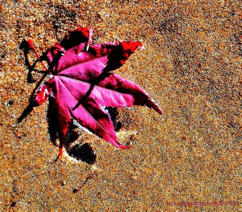 Floating Leaf Photograph By Rick Digiammarino Fine Art America