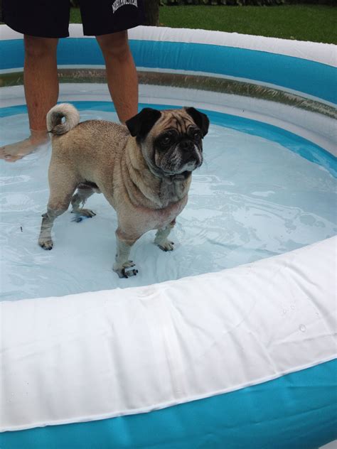 Pug Playing In The Pool Pugs Pug Life Pets