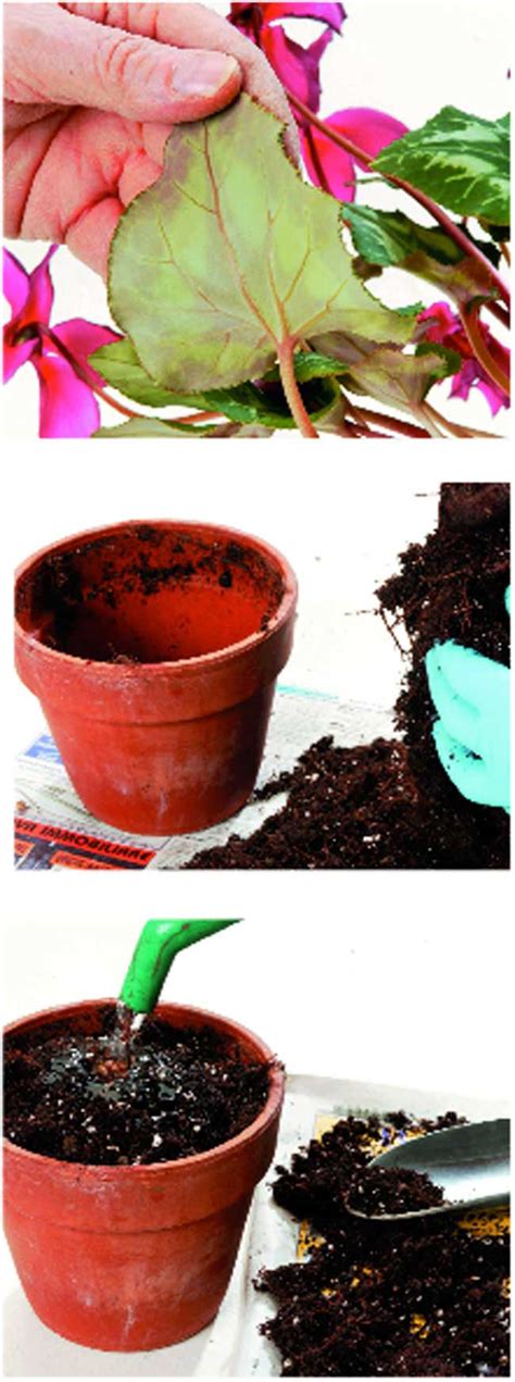 Il ciclamino, è un fiore molto colorato, però, necessita di piccoli accorgimenti. Coltivare il ciclamino - Fai da te in giardino
