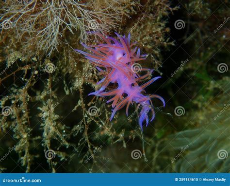 Purple Sea Slug Or Purple Nudibranch Flabellina Affinis Close Up
