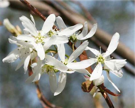 Pears And Cherries March 2019 Wildflowers Of The Month John Clayton