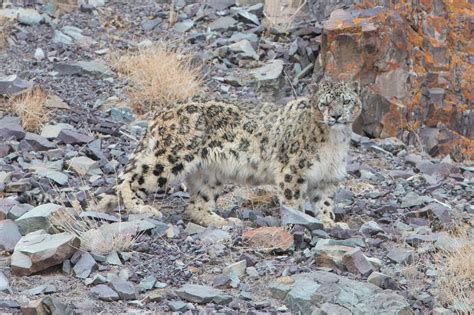 Can You Spot The Snow Leopard Amazing Photographs Show The Elusive