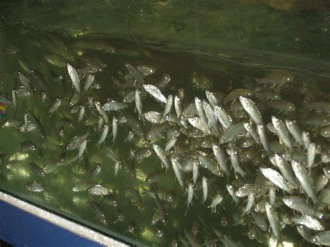 Manusia purba banyak tinggal di tepi sungai karena sungai adalah sumber air, sumber makanan dekat dengan sungai contohnya ikan, kerang, dan tumbuhan air. Benih Ikan Asli Sungai Pahang: BENIH IKAN ASLI SUNGAI PAHANG