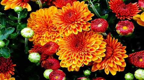 They include photo slideshows as well as 2d and realistic 3d animations of flowers. Fall Flowers Wallpaper (48+ pictures)