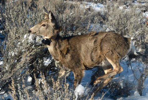 Gps Collars Allow Biologists To Monitor Big Game Animals 247 And