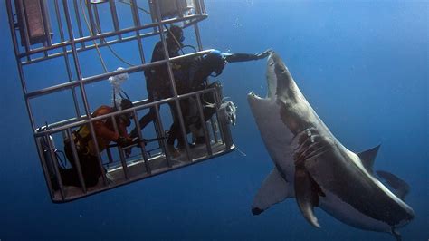 Dramatic Cage Dive Photos Show What Not To Do Around Sharks