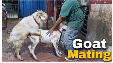 Goat Mating With Chinese Goat At Star Goats Farm Asif Std Youtube