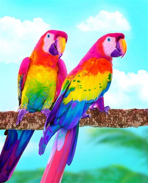 Spaceram On Instagram Colorful Animals Animals Beautiful Colorful