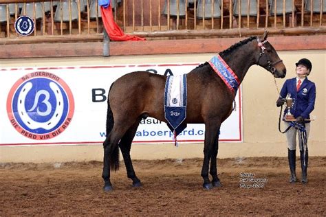 sa boerperd horse breeders society national championships
