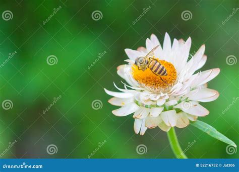 Bee On White Flower Stock Photo Image Of Nectar Macro 52216732