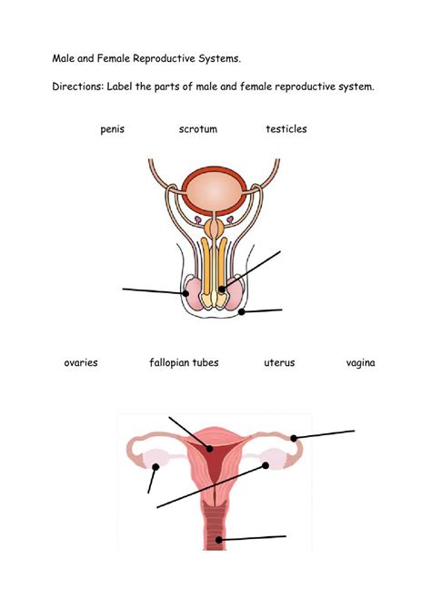 Ejercicio De Male And Female Reproductive System