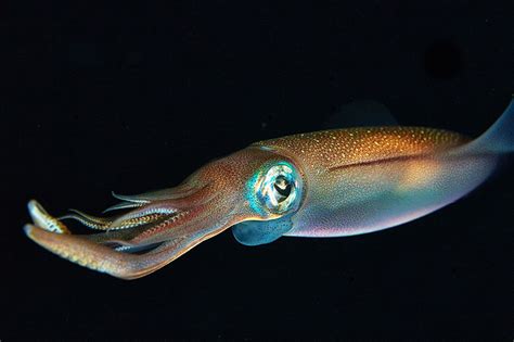 Cumbria Guide 62 The European Squid Loligo Vulgaris Wildlife Of