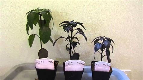 Led grow lights for tomatoes. Grow Light Experiment:HID vs. LED vs. T5 Fluorescent ...