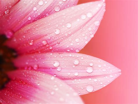 Pink Flower Close Up Petals Dew Water Drops Blur Background