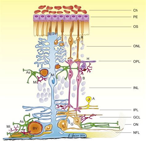 Glia Neuron Interactions In The Mammalian Retina Pdf Download Available