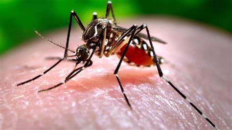 Health Officials Confirm Sexually Transmitted Zika Case In Texas First In Us Fox News
