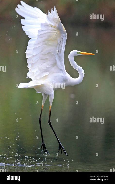 Great Egret Great White Egret Egretta Alba Casmerodius Albus Ardea