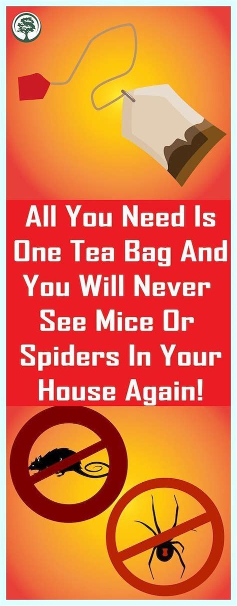 All You Need Is One Tea Bag And You Will Never See Mice Or Spiders In