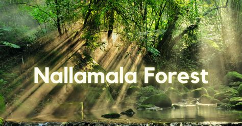 Nallamala Forest And Hills Srisailam Nandyal Distric