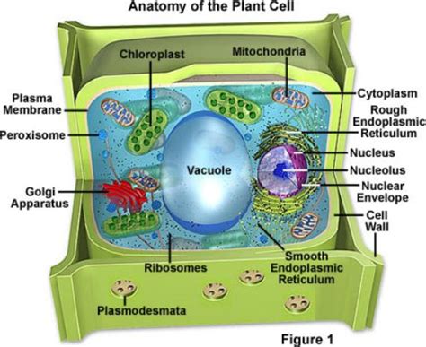 Cross section through a plant cell and surrounding cells. 10 Interesting Plant Cell Facts | My Interesting Facts