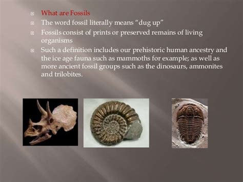 Introduction To Fossils