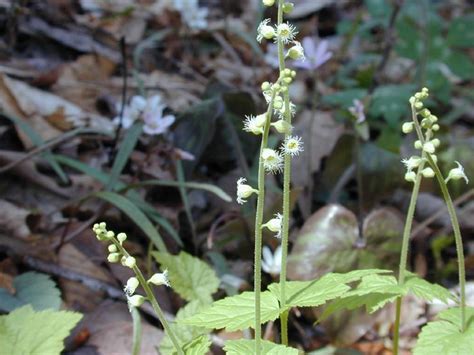 Maybe you would like to learn more about one of these? Field Biology in Southeastern Ohio: Early Spring Wildflowers
