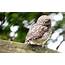Owl Sitting  HD Desktop Wallpapers 4k