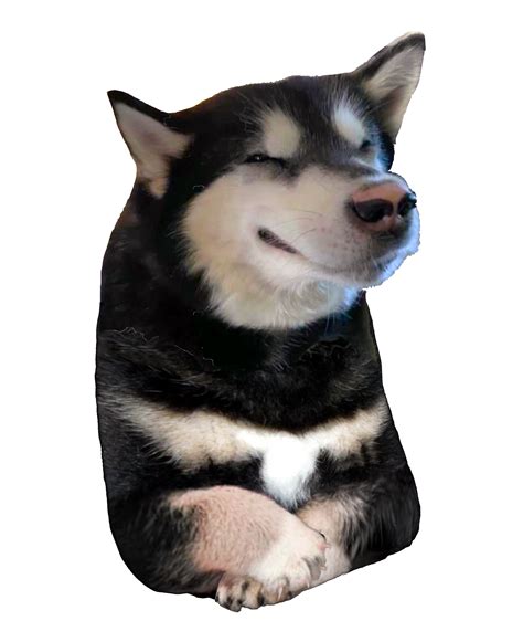 Le Husky From Earlier Post As A Real Dogelore Character Has Arrived