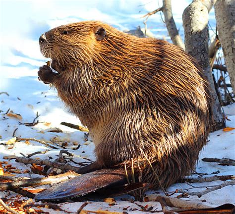 Royalty Free Beaver Pictures Images And Stock Photos Istock