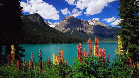 Hd Wallpaper British Columbia Canada Mountains Flowers Scene