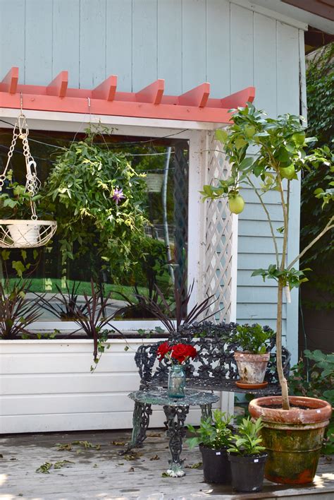 Tall lemon tree started from seed as a joke from a friend in florida. Lemon Tree | Lemon tree, Flower shop, Plants