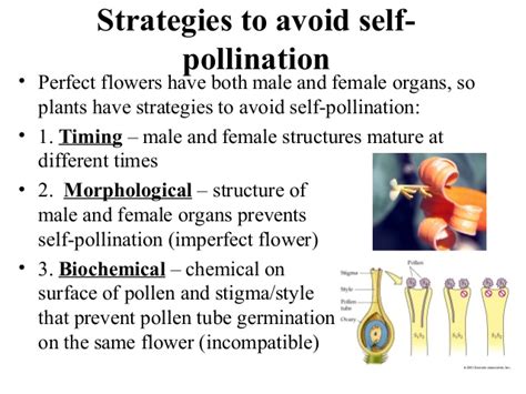 No they would be considered hermaphrodites not transvestites. Pollination '' Reproduction in Plants"